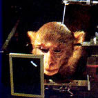 monkey2.jpg (12246 bytes)
