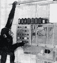 monkeycomputer.gif (10307 bytes)