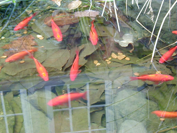 resident goldfish