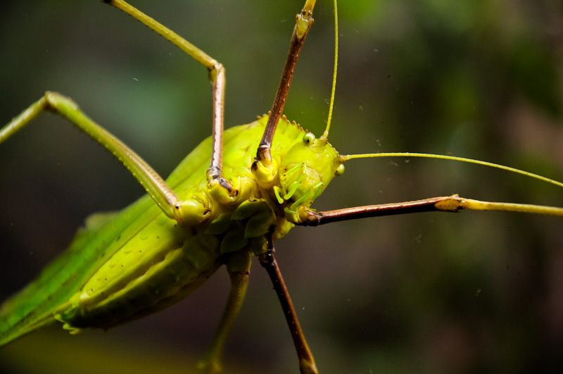 Bug stuff