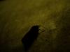 moth on suede
