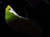 leaf edge