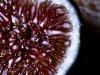 fig