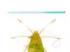 bug
