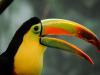 Toucan