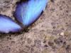 Margarinefly